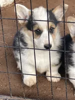 Oreo, a male Pembroke Welsh Corgi for sale in Clovis, NM – Photo 2 of 3