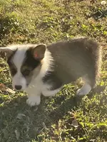 Oreo, a male Pembroke Welsh Corgi for sale in Clovis, NM – Photo 3 of 3