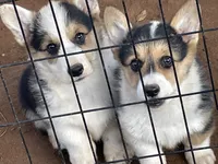 Oreo, a male Pembroke Welsh Corgi for sale in Clovis, NM – Photo 1 of 3
