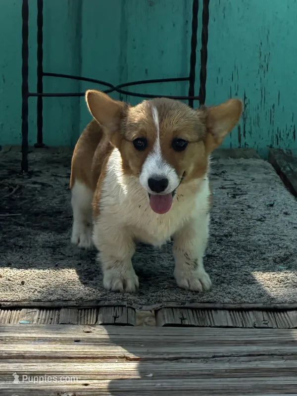 Levi – Pembroke Welsh Corgi puppy for sale in Clovis, NM
