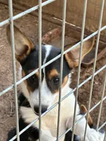 Raven, a female Pembroke Welsh Corgi for sale in Clovis, NM – 2 of 2