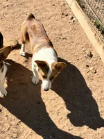 Stetson, a male Pembroke Welsh Corgi for sale in Clovis, NM – 2 of 2