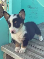 Lizzy, a female Pembroke Welsh Corgi for sale in Clovis, NM – 3 of 3