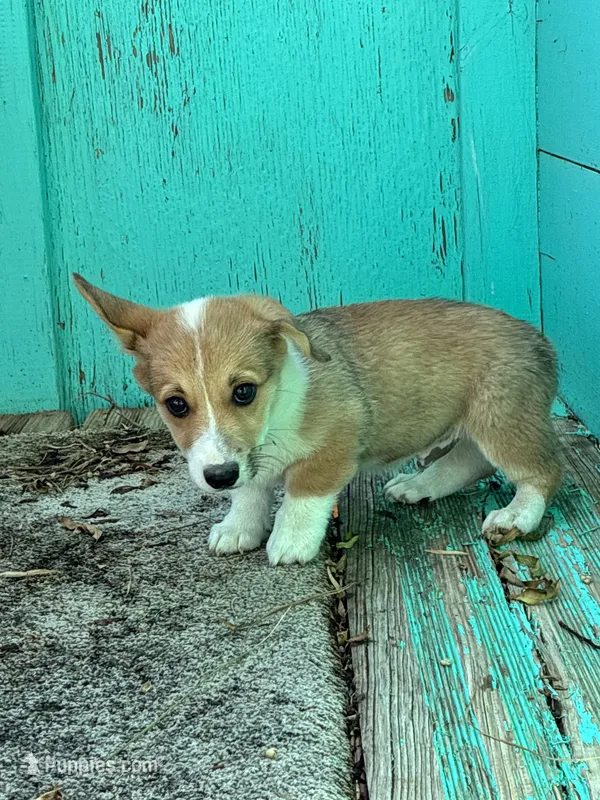 Tex – Pembroke Welsh Corgi puppy for sale in Clovis, NM