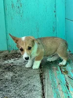 Tex, a male Pembroke Welsh Corgi for sale in Clovis, NM – 1 of 3