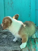 Tex, a male Pembroke Welsh Corgi for sale in Clovis, NM – 2 of 3