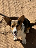 Jake, a male Pembroke Welsh Corgi for sale in Clovis, NM – 3 of 4