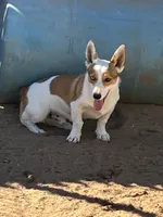 Renegade, a male Pembroke Welsh Corgi for sale in Clovis, NM – 2 of 7