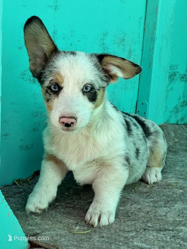 Ace – Pembroke Welsh Corgi puppy for sale in Clovis, NM