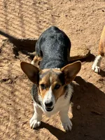 Jake, a male Pembroke Welsh Corgi for sale in Clovis, NM – 2 of 4