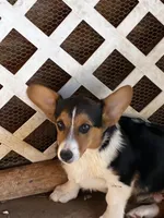 Jaxon, a male Pembroke Welsh Corgi for sale in Clovis, NM – 1 of 4