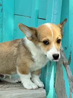 Tex, a male Pembroke Welsh Corgi for sale in Clovis, NM – 5 of 8