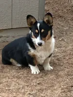 Cinch, a male Pembroke Welsh Corgi for sale in Clovis, NM – 2 of 2