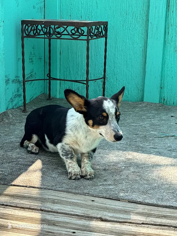 Remi – Pembroke Welsh Corgi puppy for sale in Clovis, NM