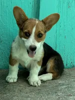 Jesse, a male Pembroke Welsh Corgi for sale in Clovis, NM – 2 of 2