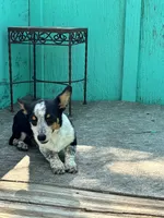 Remi, a female Pembroke Welsh Corgi for sale in Clovis, NM – 2 of 5