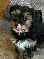 Lucky, a male Yorkshire Terrier for sale in Clovis, NM – Photo 2 of 4