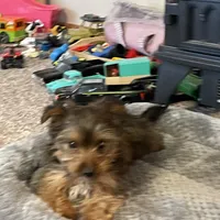 Lucky, a male Yorkshire Terrier for sale in Clovis, NM – Photo 3 of 4