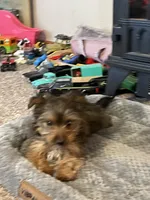 Lucky, a male Yorkshire Terrier for sale in Clovis, NM – Photo 3 of 4