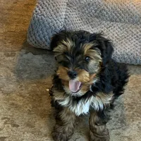 Lucky, a male Yorkshire Terrier for sale in Clovis, NM – Photo 1 of 4