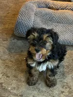 Lucky, a male Yorkshire Terrier for sale in Clovis, NM – Photo 1 of 4