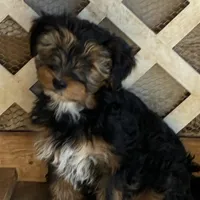 Lucky, a male Yorkshire Terrier for sale in Clovis, NM – Photo 4 of 4