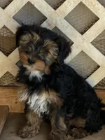 Lucky, a male Yorkshire Terrier for sale in Clovis, NM – Photo 4 of 4