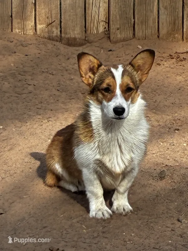 Reba – Pembroke Welsh Corgi puppy for sale in Clovis, NM