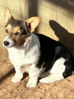 Molly, a female Pembroke Welsh Corgi for sale in Clovis, NM – Photo 6 of 7