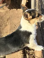 Molly, a female Pembroke Welsh Corgi for sale in Clovis, NM – Photo 4 of 7