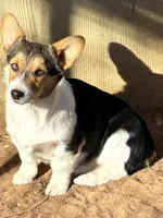 Molly, a female Pembroke Welsh Corgi for sale in Clovis, NM – Photo 5 of 7