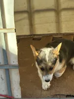 Molly, a female Pembroke Welsh Corgi for sale in Clovis, NM – Photo 3 of 7