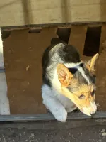 Molly, a female Pembroke Welsh Corgi for sale in Clovis, NM – Photo 7 of 7