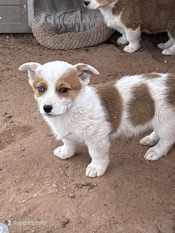 Levi – Pembroke Welsh Corgi puppy for sale in Clovis, NM