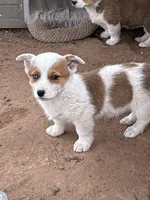 Levi, a male Pembroke Welsh Corgi for sale in Clovis, NM – 1 of 1
