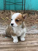 Trixie, a female Pembroke Welsh Corgi for sale in Clovis, NM – 4 of 4
