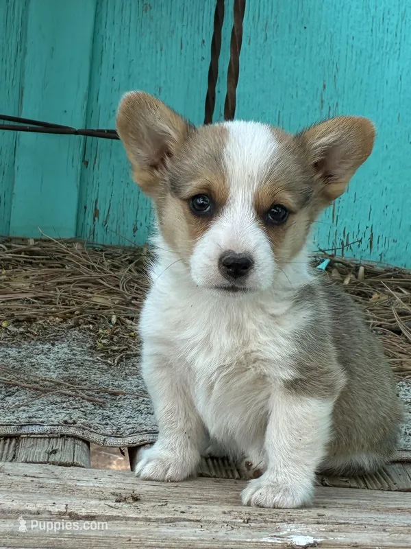 Trixie – Pembroke Welsh Corgi puppy for sale in Clovis, NM
