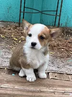 Trixie, a female Pembroke Welsh Corgi for sale in Clovis, NM – 2 of 4