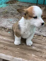 Trixie, a female Pembroke Welsh Corgi for sale in Clovis, NM – 3 of 4