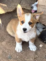 Cowboy, a male Pembroke Welsh Corgi for sale in Clovis, NM – 2 of 2