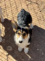 Jake, a male Pembroke Welsh Corgi for sale in Clovis, NM – 4 of 4