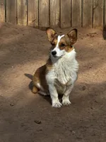 Reba, a female Pembroke Welsh Corgi for sale in Clovis, NM – 2 of 4