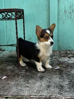 Layne, a female Pembroke Welsh Corgi for sale in Clovis, NM – 3 of 3