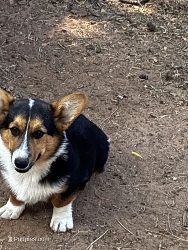 Ace – Pembroke Welsh Corgi puppy for sale in Clovis, NM