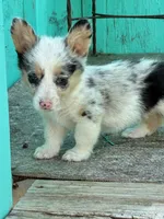 Molly, a female Pembroke Welsh Corgi for sale in Clovis, NM – 4 of 4