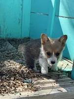 Sage, a female Pembroke Welsh Corgi for sale in Clovis, NM – 4 of 4