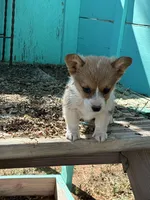 Sage, a female Pembroke Welsh Corgi for sale in Clovis, NM – 2 of 4