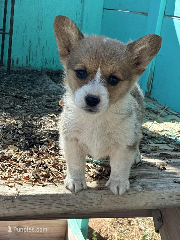 Sage – Pembroke Welsh Corgi puppy for sale in Clovis, NM