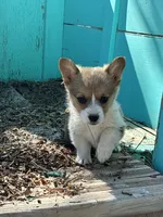 Sage, a female Pembroke Welsh Corgi for sale in Clovis, NM – 3 of 4
