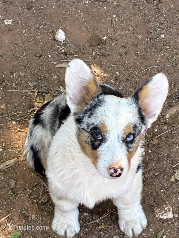Jake – Pembroke Welsh Corgi puppy for sale in Clovis, NM